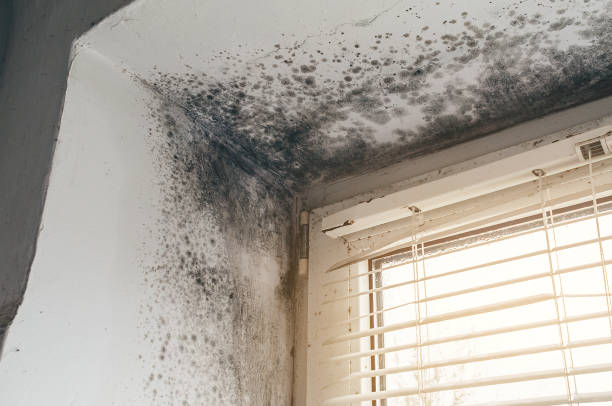Affordable Mold Cleanup solutions in Riva, MD